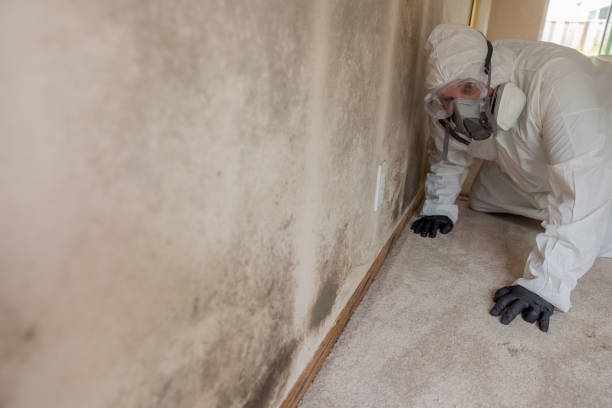 Best Mold removal after water damage  in Hibbing, MN